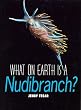 What on Earth Is a Nudibranch?