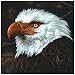 The Hawk Is Howling