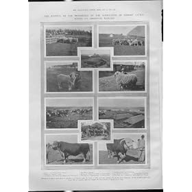 �A���[���`���l�q�� 1903 �����Ȉ�����̋��y�уq�c�W