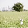 ���܂����ɂ�낵��(���񐶎Y�����)(DVD�t)