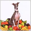 Excellent Italian Greyhound (TG303CD)