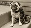 Pug Shots 2012 Calendar