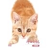 �l�R�~�� �������� [DVD]