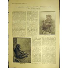 �E�K���_�̕ی썑�� Chimpanze Ankole Bull �g�g�̃}�T�C��