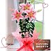 �y���������I�x��Ă����ꂵ����̓��M�t�g�z�s���N�S�����i���U�y���͂�13������z