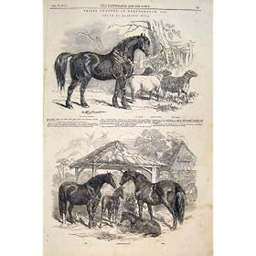 Notrhampton Weir Stallion Horses Mares Foal Sheep 1847