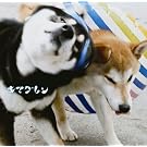 ALIVE(��������)(DVD�t)