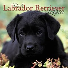 Black Labrador Retriever Puppies 2004 Calendar