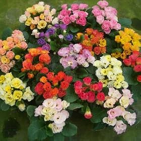 �v������ �L�����f�B�[�}�W�b�N �R���Z�b�g