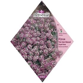 ���C�����t���[�� �A���b�T�� Royal Pink Very Dwarf