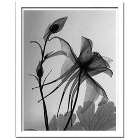 X-Ray PHOTOGRAPHY�i�����g�Q���t�H�g�O���t�B�[�j�|�X�^�[�t���[�� Steven N.Meyers / Columbine 2 430x530x30mm