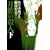 ���ق̎E�l ���� �V���� (IKKI COMIX)