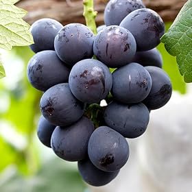 �i�`���V�́u�嗱��[�s�I�[�l�v1�[�i1�[700g�ȏ�j