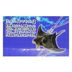 �G�|�b�N�� �n�������I�s �}�O���������ق̐l�C�҃X�g���b�v �I�j�C�g�}�L�G�C�i�}���^�j �K�`���|�� �g�уX�g���b�v �t�B�M���A