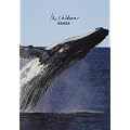 �o���h�X�R�A Mr.Children/SENSE (BAND SCORE)