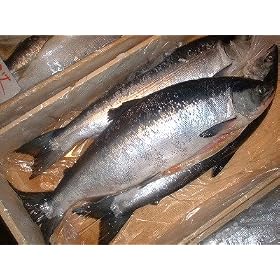 ��(���݁j�É��g���@1�{- 2kg�O��