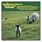 Song Tree "Pet Sounds"