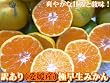 ���������I�󂠂�k���Q���Y�l�y�ɑ����݂���z5kg�Z�b�g�k�u�₩�ȊÂ݂Ǝ_���l�t�H�[�V�[�Y��