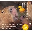 �J�s�o���łۂ����ۂ�~�����̃J�s�o���t�H�g�K�C�h~