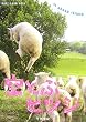 ��Ƃԃq�c�W in sheep island (�V���ɕ��Ɂ\POST CARD BOOK)