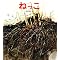 ���������Ȃ��̂������ς�����ˁi���炵�̂��񂳂j