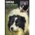 Talking Sheepdogs: Training Your Working Border Collie