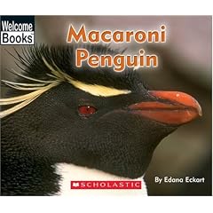 Macaroni Penguin