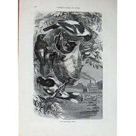 Cassell �̒� C1870 �{���e�B���A�̒��͐�D������������܂�