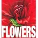 Flowers (MiniCube)