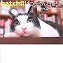 hatch!!�͂��������L�q2�r