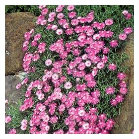 [Amazon����]�����}�c�o�M�N��W�i���C�R�E�j3���|�b�g24���Z�b�g*�i�ꕽ�ĕ��j[10%��!]
