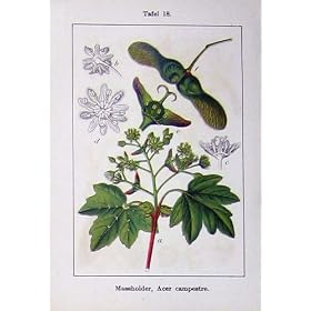 �G�C�T�[�ɂ���� Campestre Pseudoplatanus �� Sturms 1902 �N���J�Ԃ��܂�