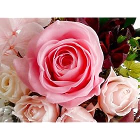�����E����^���T�|�[�g!!�����Ăэ��ރ~�j�t�����[���� �y���Ȃ����P������t�����[���� Florist S.F.D�z -�v���U�[�u�h�t�����[�@�����₲����̃C���e���A�ɂǂ���