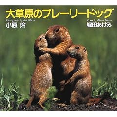 �呐���̃v���[���[�h�b�O