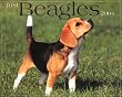 Just Beagles 2004 Calendar