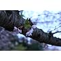 Canon EF�����Y EF50mm F1.8 II �P�œ_�����Y �W�� �L���m��