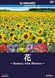 ��~Scenery with Floews~ V-music03�@ [DVD]