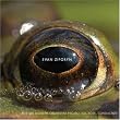 Frog's Eye: Orchestral Works