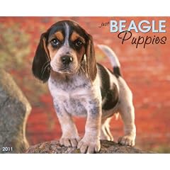 Just Beagle Puppies 2011 Calendar