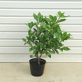��؁F�V�L�r�i�V�L�~�j�@H�F35-40cm