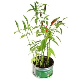 ���h�q�͔̍|�Z�b�g�I���g���K�[�f���iLittle Garden�j�@�E�v���@�g�E�K���V