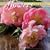 Flowers 2009 Calendar (Wall Calendars)