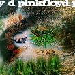 Saucerful of Secrets