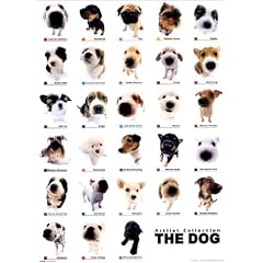 THE DOG / �R���N�V���� [�|�X�^�[]
