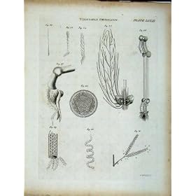 *524 �S�Ȏ��T�� Britannica ��ؐ����w�̐���