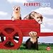 Ferrets 2012 Calendar