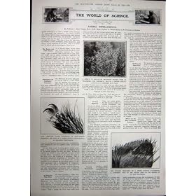 1923 �N�̃m���E�F�[�X�L�[�W�����v�� Holmenkollen �̒w偂̑��� Aranea