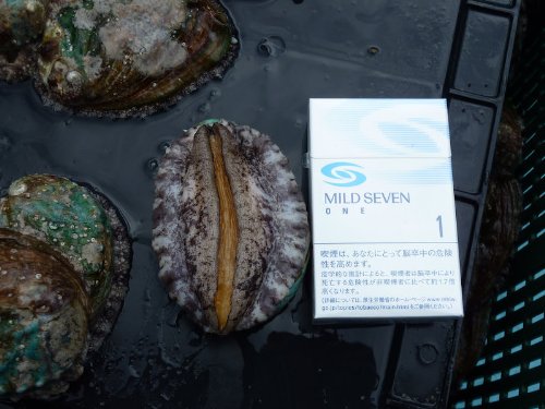 まるか水产 高级アワビ 养殖 80g~90gを1kg(1