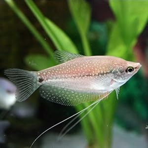 【クリックで詳細表示】パールグラミー(約5cm)＜3匹＞[生体]