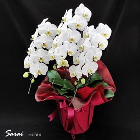 �h�V�̓��@�Ӓ����@���[�Y�i�u���Ȃ̂ɍ���